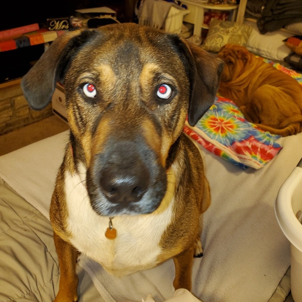 ***PET ALERT!!!***